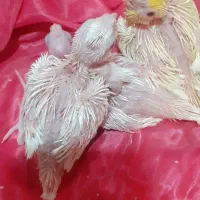 جوجه سرلاکی البینو