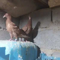 کبوتر سرخ کرمانی