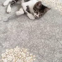 گربه گمشده نر