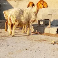 میش