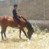 اسب جوان .سرحال
