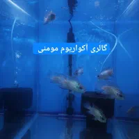 گالری آکواریوم مومنی ماهی دیسکس