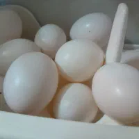 تخم‌‌کفتر‌یا‌کبوتر