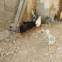 فروش نیمچه گلین و محلی اصیل|حیوانات مزرعه|شیراز, نصر|دیوار