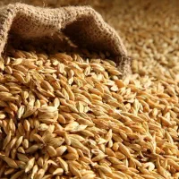 جو دیم پرورشی 2 رقم آیدین