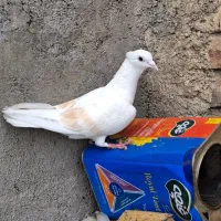 ماده‌ تپرزردنباتی