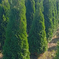 گلهای فضای باز (بیرونی)