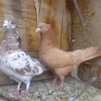 زرد و سرور جفت ۶۰۰ / کل دم سیاه / زاغ