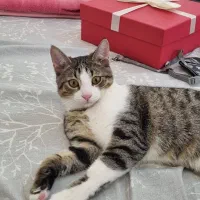 واگذاری گربه