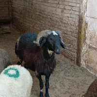 فروش گوسفند زنده در نسیم شهر