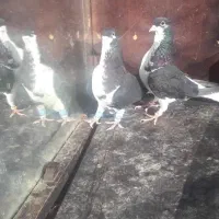 کبوتر خوشرنگ|پرنده|بشاریات, |دیوار