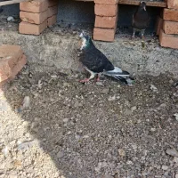 دوبر ماده|پرنده|مشگین شهر, |دیوار