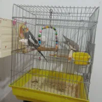 جفت عروس هلندی دستباز و سخنگو|پرنده|سقز, |دیوار