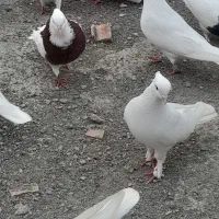 کبوتر تکپر و طوقی