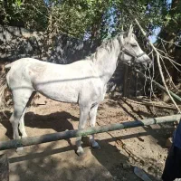 نریون دوسال ونیم سالم سرحال