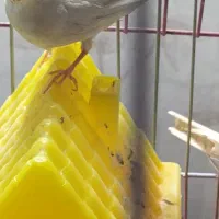 فنج مولد کاکولی نژاد دار|پرنده|پاکدشت, حصار امیر|دیوار