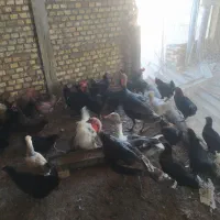 مرغ‌مرندی،بوقلمون،غاز،مرغ محلی بهترین جنس|حیوانات مزرعه|بوکان, |دیوار