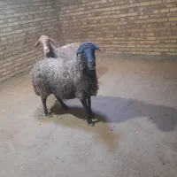 دوراس گوسفندجوان آبستن|حیوانات مزرعه|بلبان آباد, |دیوار