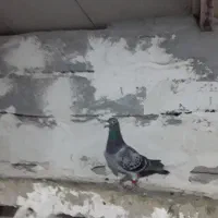 کبوتر پلاکی ماده ۲۰۲۲