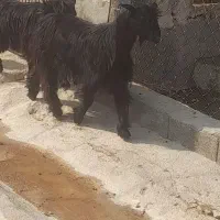 بز میش جوون|حیوانات مزرعه|بهبهان, |دیوار