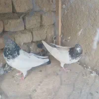 کبوتر فروشی