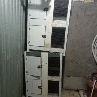 فروش جفت کن کبوتر 5عدد