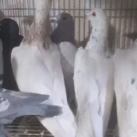 کبوتر پلاکی رنگی