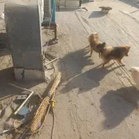 گمشده،مژدگانی خوبی میدم|حیوانات|محمدشهر, محمدشهر|دیوار