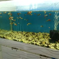 بارجدید‌رسید