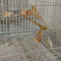 قناری|پرنده|سیرجان, |دیوار