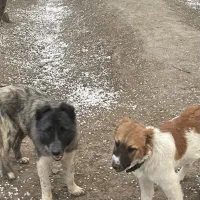 سگ بومی و خراسانی