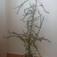 گل خرفه و موسی در گهواره