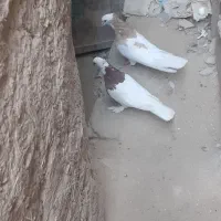 کبوترطوقی|پرنده|خاش, |دیوار