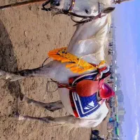 وسایل سوار کاری