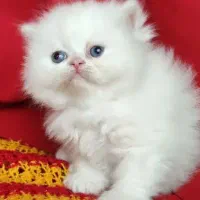 بریتیش پرشین سفید چشم آبی قطعی