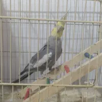 عروس نر درشت