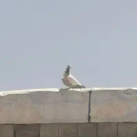 گرفتنی|حیوانات|نقده, |دیوار