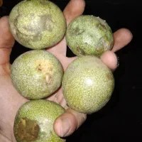 گردوتازه .درشت و پوست کاغذی