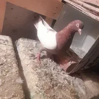 فیلی کوینح|پرنده|ایلخچی, |دیوار