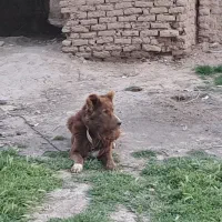 واگذاری سگ سرخ قهدریجان