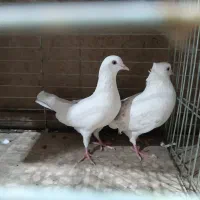 کبوتر پرشی|پرنده|آران و بیدگل, |دیوار
