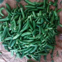 خیارشوری