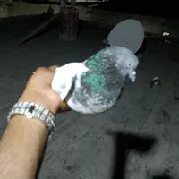 کفترقیمت توافقی|پرنده|میناب, |دیوار