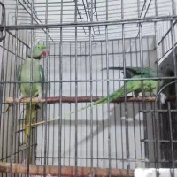 جفت مولد شاه طوطی با ضمانت کتبی|پرنده|نظرآباد, رسالت|دیوار