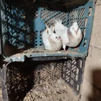 کبوتر طوقی جوجه