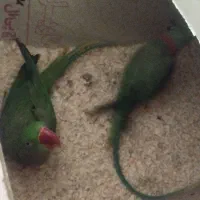 شاه طوطی|پرنده|مشهد, کارگران|دیوار