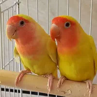 کوتوله زرد صورت هلویی