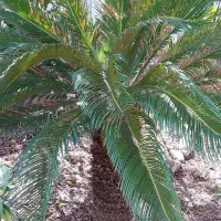 گل سیکاس