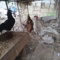 خروس و مرغ گلین|پرنده|رستمکلا, |دیوار