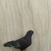 کبوتر زاغ
